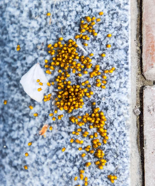 Young spiders, hatched from eggs in the nest. Colony of newborn