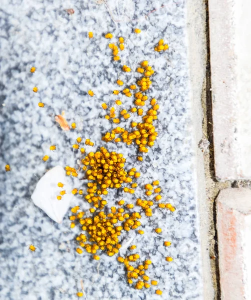 Young spiders, hatched from eggs in the nest. Colony of newborn