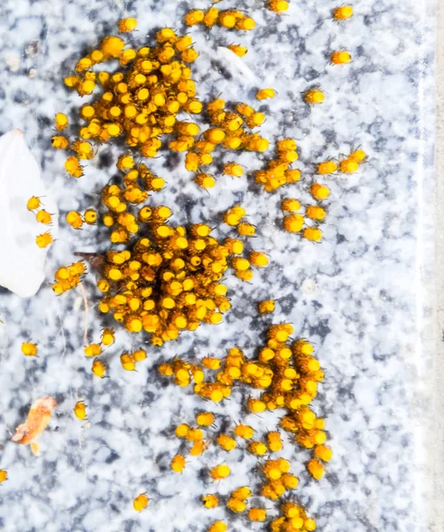 Young spiders, hatched from eggs in the nest. Colony of newborn