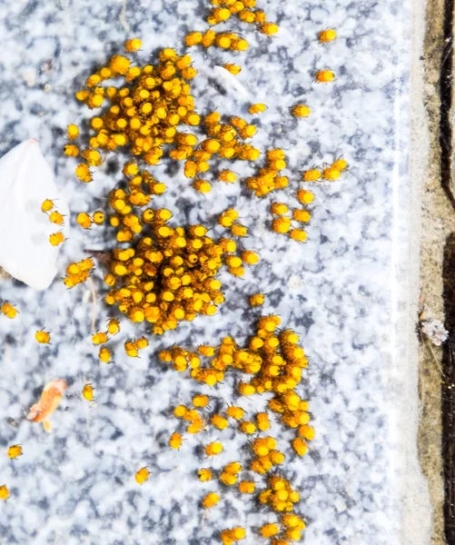 Young spiders, hatched from eggs in the nest. Colony of newborn