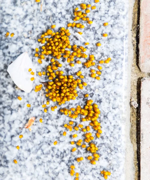 Young spiders, hatched from eggs in the nest. Colony of newborn