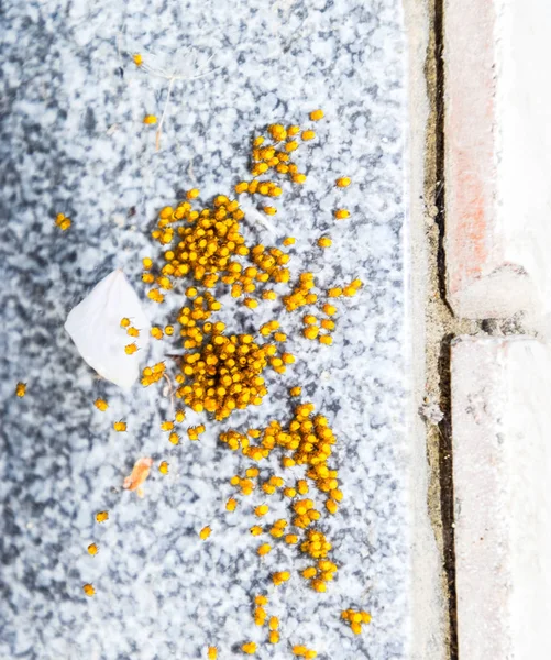 Young spiders, hatched from eggs in the nest. Colony of newborn