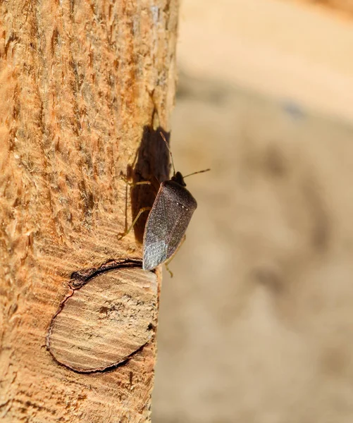 Apesta a insecto en una tabla de madera. Error marrón . — Foto de Stock