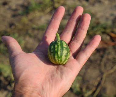 küçük karpuz senin avucunun içinde. Yumurtalık karpuz