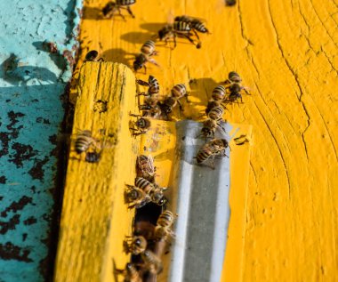 Arıların kovan girişinde sinek. Tepsi, kovanı. Kovan için delik giriş.