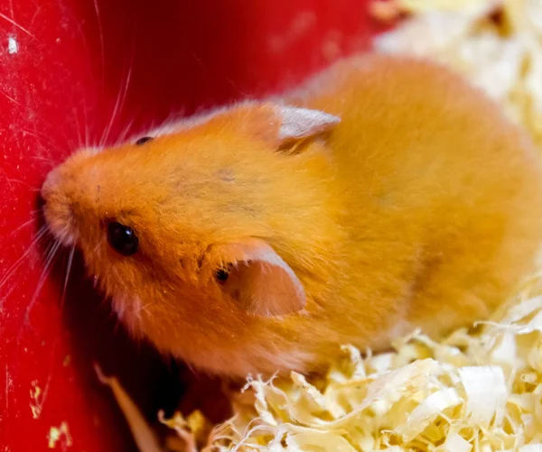 Hamster hem att hålla i fångenskap. Hamster i sågspån. Röd hamster — Stockfoto