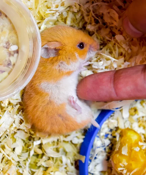 Finger att linjera magen på en hamster. — Stockfoto