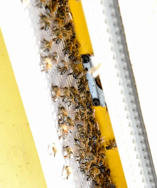 Бджоли літають біля входу до вулика. Лоток вулика. Отвір вхід до вулика . — стокове фото