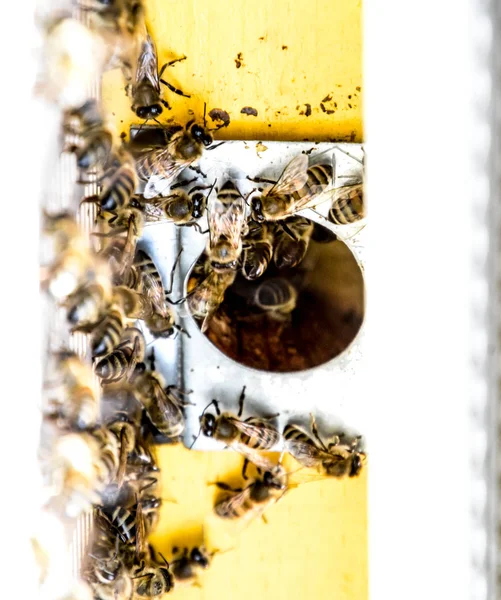 As abelhas voam na entrada da colmeia. Bandeja da colmeia. Entrada de buraco para a colmeia . — Fotografia de Stock
