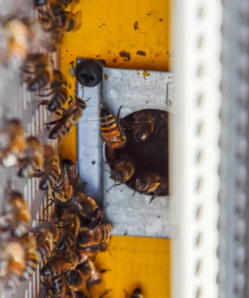 Las abejas vuelan a la entrada de la colmena. Bandeja de la colmena. Entrada del agujero a la colmena . —  Fotos de Stock