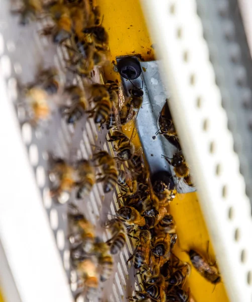 Bees fly at the entrance to the hive. Tray of the hive. Hole entrance to the hive.