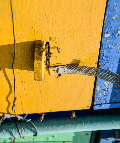 Bijen vliegen bij de ingang naar de korf. Lade van de korf. De ingang van het gat naar de korf. — Stockfoto