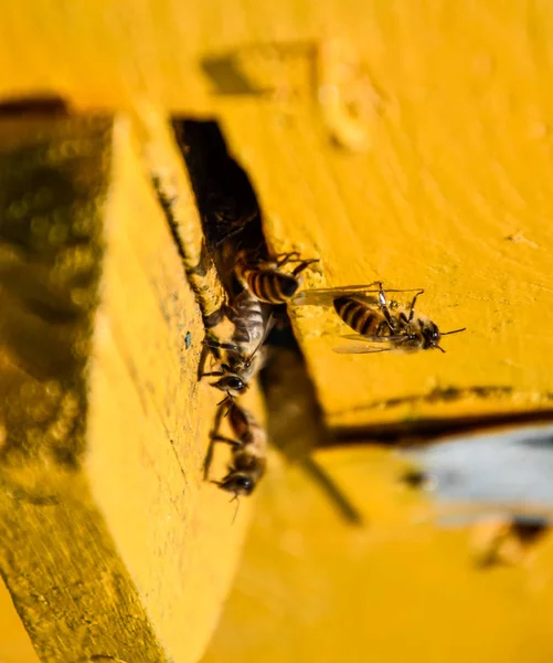 Las abejas vuelan a la entrada de la colmena. Bandeja de la colmena. Entrada del agujero a la colmena . —  Fotos de Stock