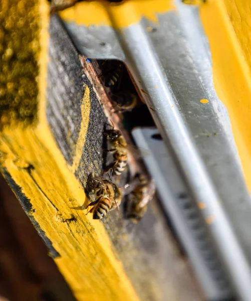 Пчелы летают у входа в улей. Поднос из улья. Дыра вход в улей . — стоковое фото
