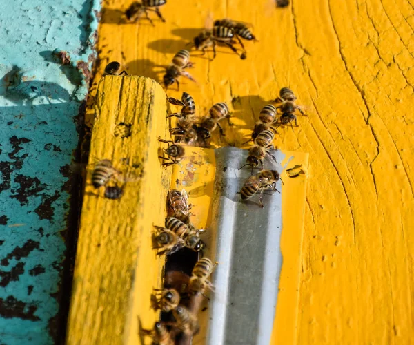 Przy wejściu muchy pszczoły do ula. Taca z ula. Otwór wejścia do ula. — Zdjęcie stockowe