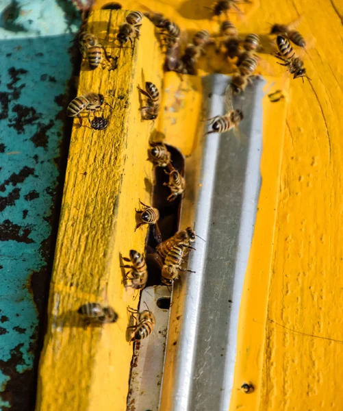 Пчелы летают у входа в улей. Поднос из улья. Дыра вход в улей . — стоковое фото