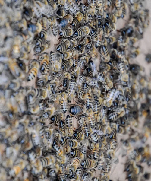 Una grande congestione di api su un foglio di cartone. Sciame delle api. Ape da miele . — Foto Stock