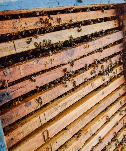 Açık arı kovanı. Kovan petek ile plank. Arıların kovan sürün. Bal arısı.