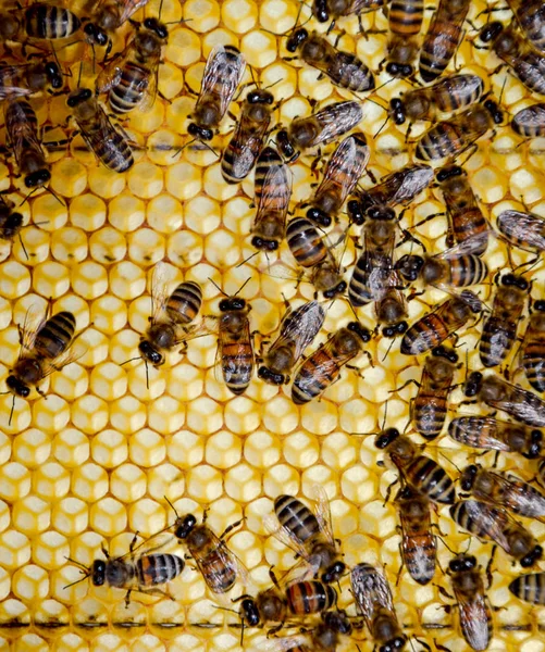 Roy pszczoły na wosk grzebienie. Plaster miodu Pszczoła, deski z plastra miodu z ula. Miód pszczeli. — Zdjęcie stockowe