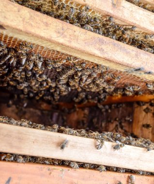 Açık arı kovanı. Kovan petek ile plank. Arıların kovan sürün. Bal arısı.