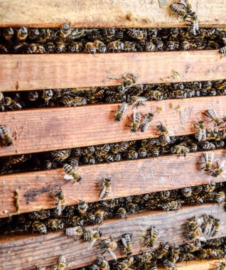 Açık arı kovanı. Kovan petek ile plank. Arıların kovan sürün. Bal arısı.