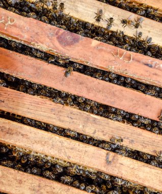 Açık arı kovanı. Kovan petek ile plank. Arıların kovan sürün. Bal arısı.