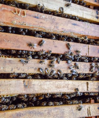 Açık arı kovanı. Kovan petek ile plank. Arıların kovan sürün. Bal arısı.