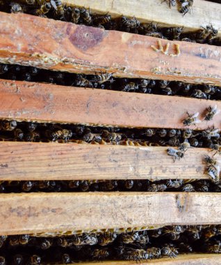 Açık arı kovanı. Kovan petek ile plank. Arıların kovan sürün. Bal arısı.