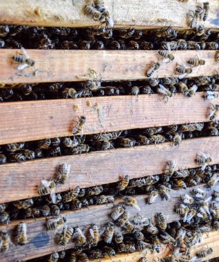 Açık arı kovanı. Kovan petek ile plank. Arıların kovan sürün. Bal arısı.