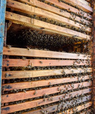 Açık arı kovanı. Kovan petek ile plank. Arıların kovan sürün. Bal arısı.