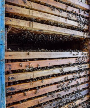 Açık arı kovanı. Kovan petek ile plank. Arıların kovan sürün. Bal arısı.