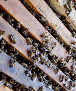 Açık arı kovanı. Kovan petek ile plank. Arıların kovan sürün. Bal arısı.