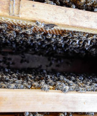 Açık arı kovanı. Kovan petek ile plank. Arıların kovan sürün. Bal arısı.