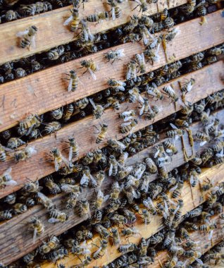 Açık arı kovanı. Kovan petek ile plank. Arıların kovan sürün. Bal arısı.