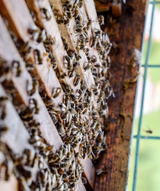 Açık arı kovanı. Kovan petek ile plank. Arıların kovan sürün. Bal arısı.