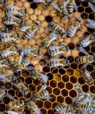 Bal arıları üzerinde ev arı kovanı