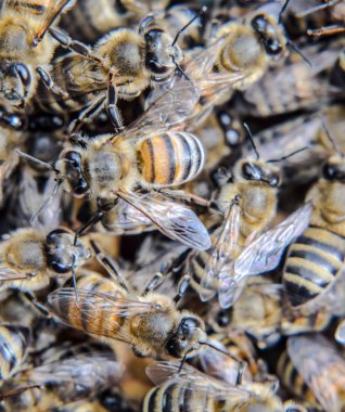 Makro fotoğraf arı. Bal arısı dansı. Arılar bir arı kovanında peteğin üzerinde.