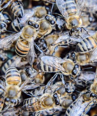 Makro fotoğraf arı. Bal arısı dansı. Arılar bir arı kovanında peteğin üzerinde.