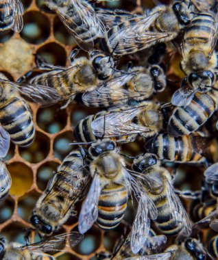 Makro fotoğraf arı. Bal arısı dansı. Arılar bir arı kovanında peteğin üzerinde.