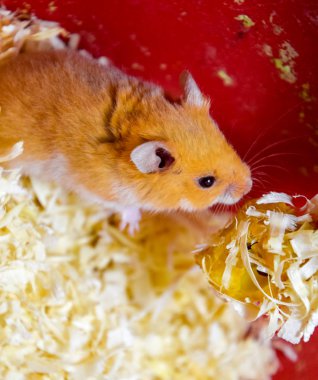 Hamster ev esaret altında tutmak. Talaş hamster. Kırmızı hamster