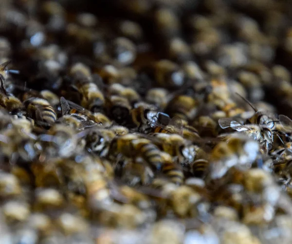 Gęsta gromada rojów pszczół w gnieździe. Pracujące pszczoły, drony i macice w roju pszczół. Pszczoła. Gromadzenie owadów. — Zdjęcie stockowe