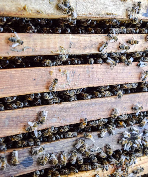 Açık arı kovanı. Kovan petek ile plank. Arıların kovan sürün. Bal arısı.