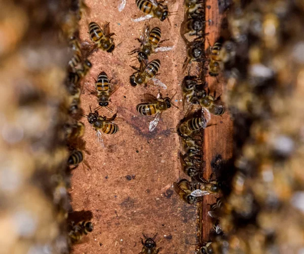 Una colmena, una vista desde dentro. La cabaña de abejas. Abeja. Entrada a la colmena . —  Fotos de Stock