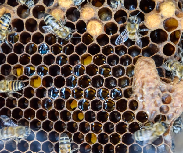 Abejas de miel en el hogar colmenar —  Fotos de Stock