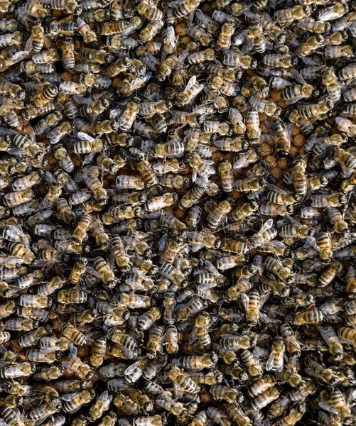 A dense cluster of swarms of bees in the nest. Working bees, drones and uterus in a swarm of bees. Honey bee. Accumulation of insects.