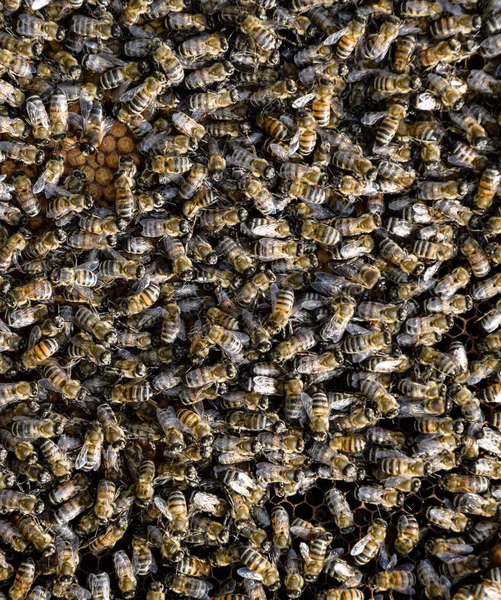 Een dicht cluster bijenzwermen in het nest. Werkende bijen, drones en baarmoeder in een zwerm bijen. Honingbij. Accumulatie van insecten. — Stockfoto