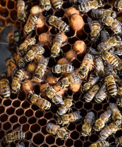 Abeilles à miel sur le rucher de la maison — Photo