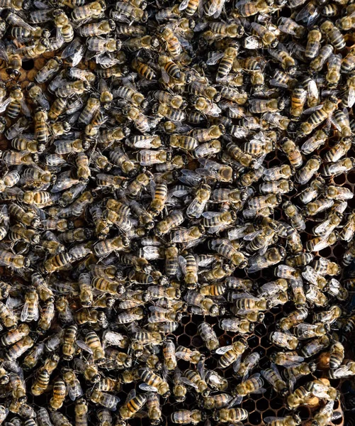 A dense cluster of swarms of bees in the nest. Working bees, drones and uterus in a swarm of bees. Honey bee. Accumulation of insects.