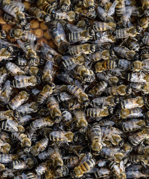 A dense cluster of swarms of bees in the nest. Working bees, drones and uterus in a swarm of bees. Honey bee. Accumulation of insects.