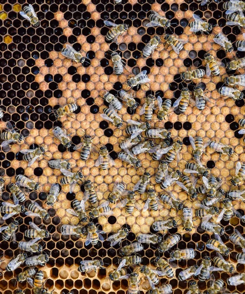 Honey bees on the home apiary — Stock Photo, Image